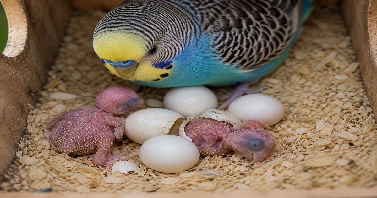বাজিগার পাখির ডিম ফুটে বাচ্চা বের হচ্ছে