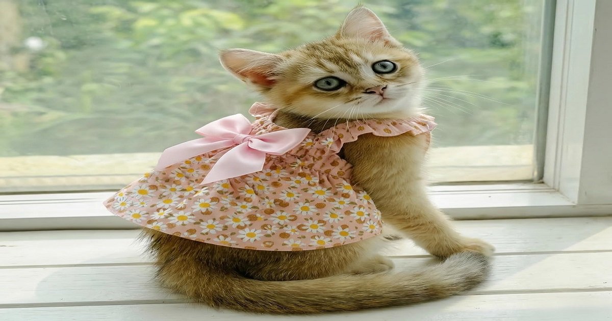 Cute cat wearing a soft printed floral dress