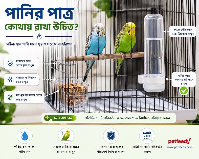 পানির পাত্র কোথায় রাখা উচিত? সঠিক স্থানে পানি মানে সুস্থ ও সতেজ বাজরিগার খাবারের পাত্র থেকে দূরে রাখুন পরিষ্কার ও নিরাপদ স্থানে রাখুন মল-মূত্র বা ময়লা থেকে দূরে রাখুন সহজে পৌঁছানোর মতো উচ্চতায় রাখুন পানির পাত্র সবসময় এই পাশে রাখুন প্রতিদিন পানি পরিবর্তন করুন এবং পাত্র নিয়মিত পরিষ্কার করুন মনে রাখবেন: প্রতিদিন পানি পরিবর্তন করুন এবং পাত্র নিয়মিত পরিষ্কার করুন। পরিষ্কার ও তাজা পানি দিন দিন সহজে পৌঁছায় এমন জায়গায় রাখুন নিরাপদ ও স্বাস্থ্যকর পরিবেশ নিশ্চিত করুন প্রতিদিন পানি পরিবর্তন করুন