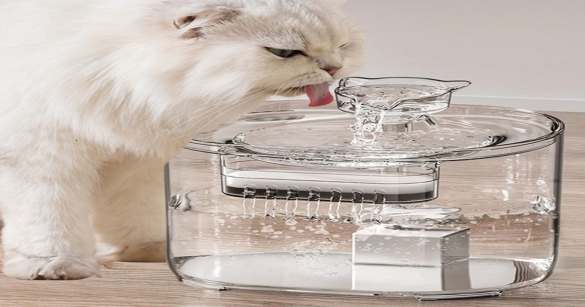 বিড়ালের জন্য Cat Water Fountain থেকে পানি পান
