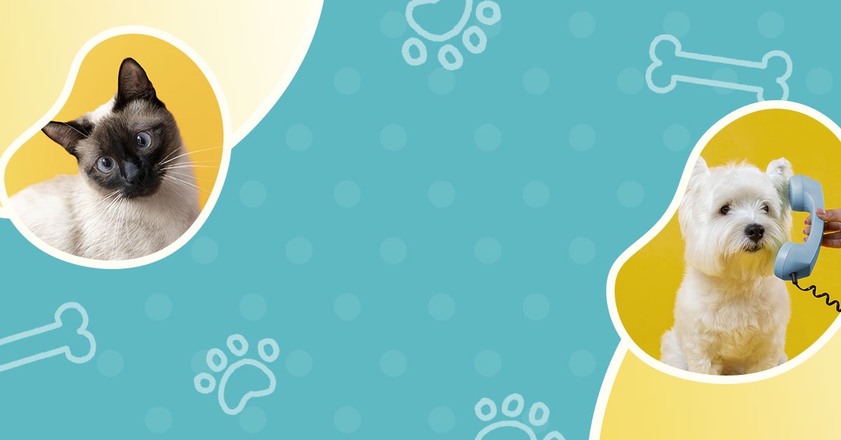 petfeddy-banner