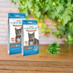 CatchCat Bentonite Cat Litter