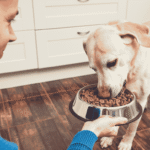 Dog Feeding Guide What to Feed Your Dog and How Often