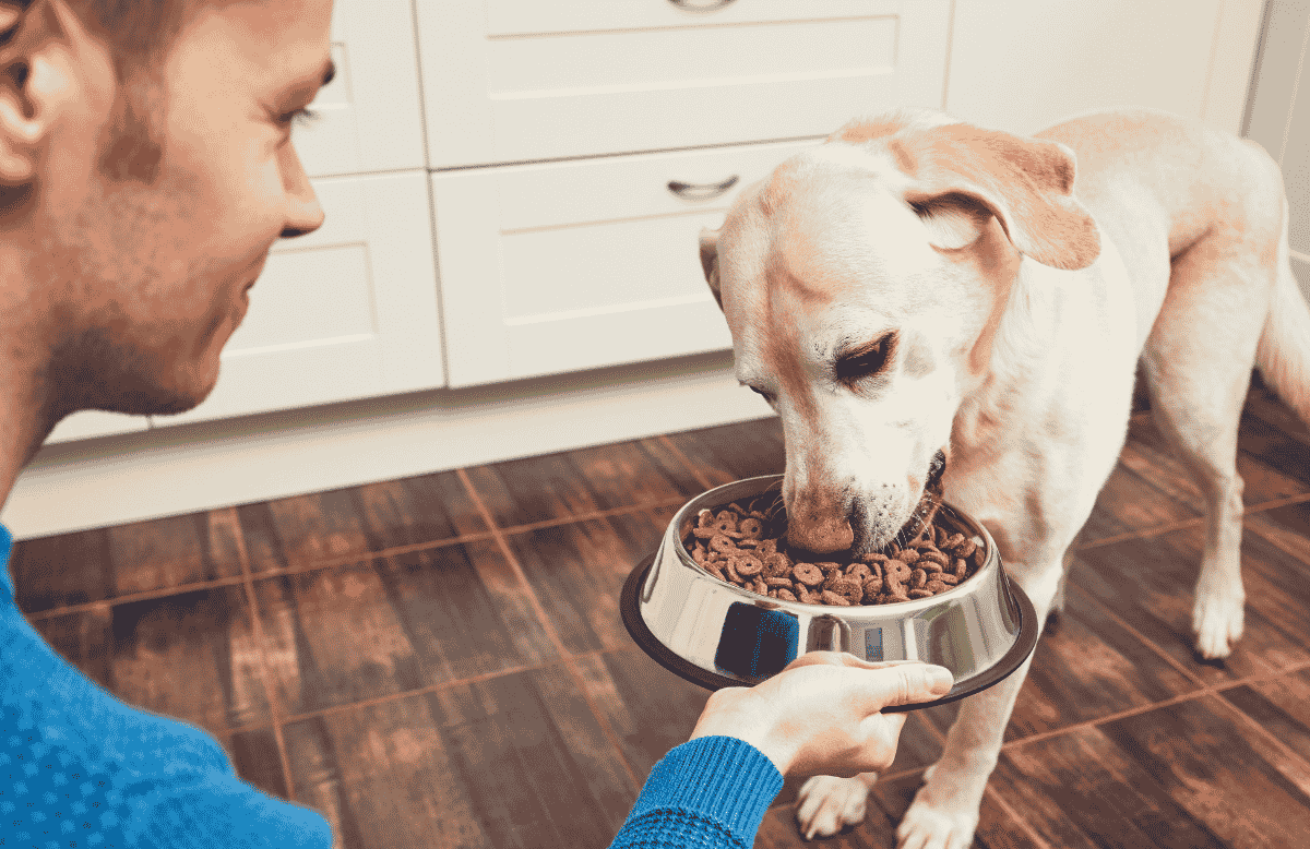 Dog Feeding Guide What to Feed Your Dog and How Often