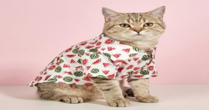 Breathable Watermelon Print Hawaiian Shirt for Cats – Lightweight Pet Outfit