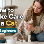Title: How to Take Care of a Cat for Beginners