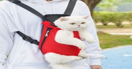 White cat wearing a red chest carrier bag while being carried outdoors