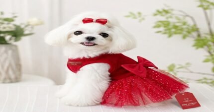 White small dog wearing a red sleeveless summer dress with a bow
