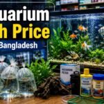 Aquarium Fish Price in Bangladesh: What to Expect Before You Buy