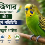 সবুজ ও হলুদ রঙের বাজিগার (Budgerigar) পাখি – সম্পূর্ণ পরিচিতি, যত্ন, খাবার, খাঁচা, স্বাস্থ্য ও প্রজনন গাইড