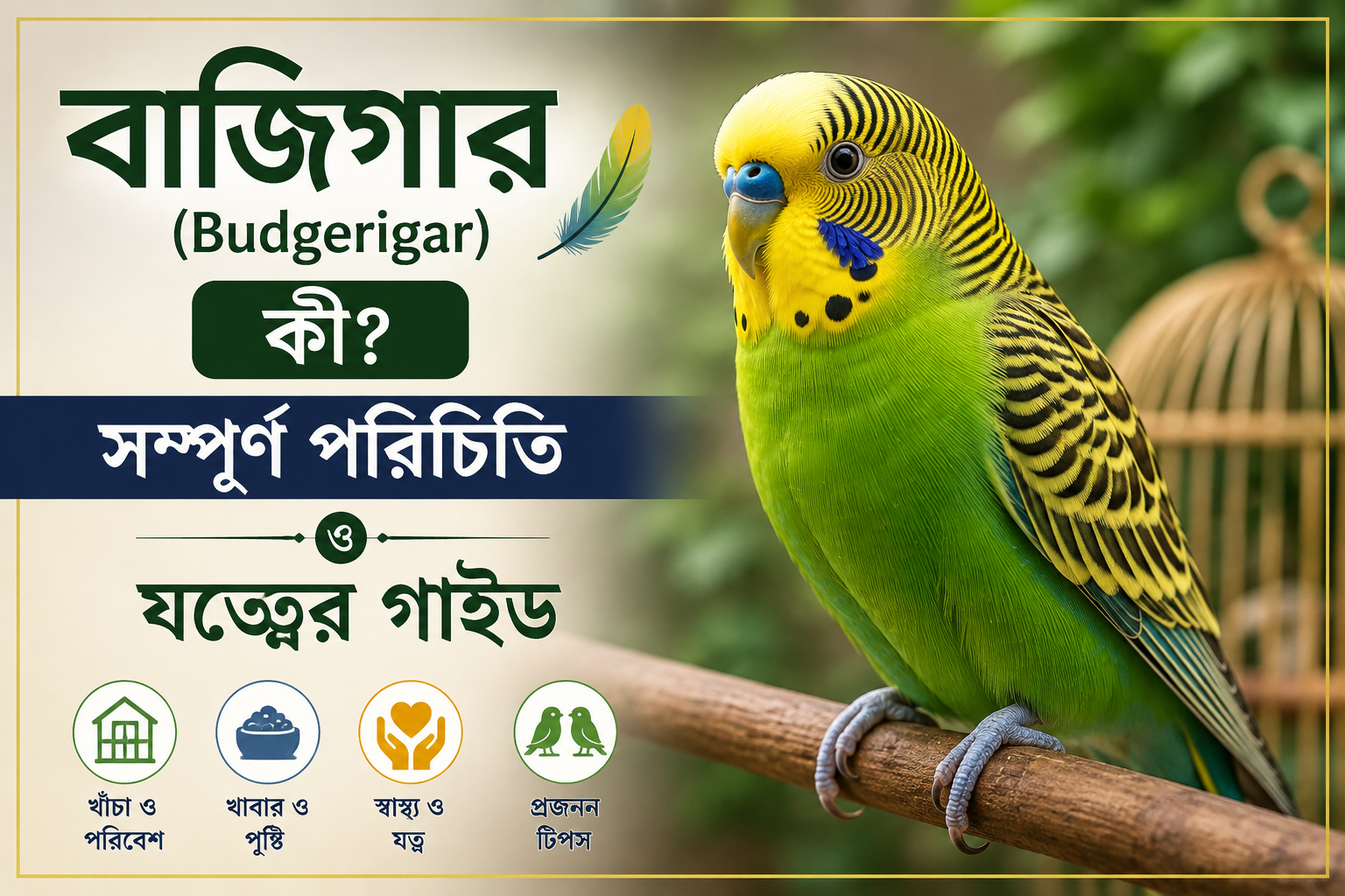 সবুজ ও হলুদ রঙের বাজিগার (Budgerigar) পাখি – সম্পূর্ণ পরিচিতি, যত্ন, খাবার, খাঁচা, স্বাস্থ্য ও প্রজনন গাইড