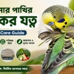 বাজিগার পাখির পালকের যত্ন ও স্বাস্থ্যকর Feather Care Guide
