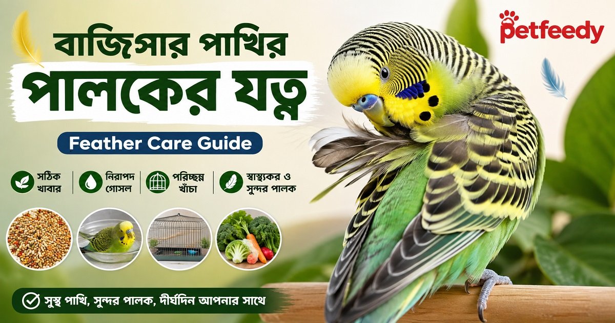 বাজিগার পাখির পালকের যত্ন ও স্বাস্থ্যকর Feather Care Guide