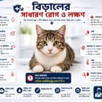 বিড়ালের সাধারণ রোগ, লক্ষণ ও পরিচর্যার ইনফোগ্রাফিক