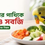 বাজরিগার পাখিকে ফল ও সবজি খাওয়ানোর সঠিক নিয়ম