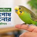 বাজিগার পাখি পোষ মানানোর সহজ উপায়