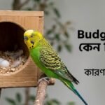 A green and yellow budgie sitting near a wooden nest box with eggs, displaying text about budgie egg incubation issues.