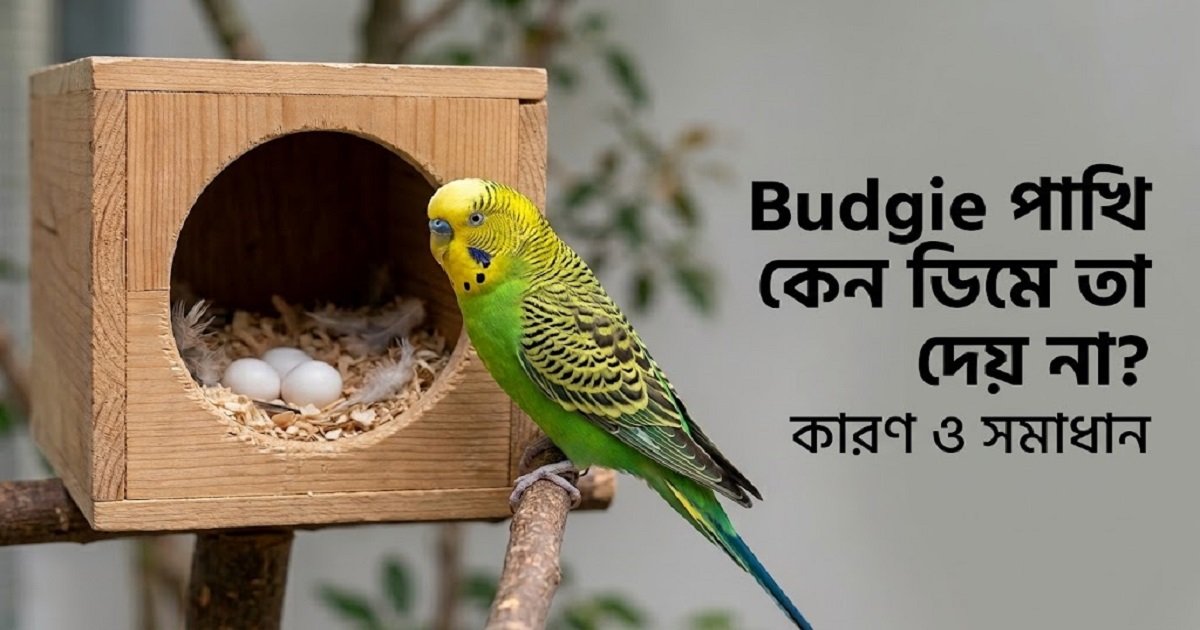 A green and yellow budgie sitting near a wooden nest box with eggs, displaying text about budgie egg incubation issues.
