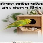 কাঠের নেস্ট বক্সের সামনে দুইটি বাজরিগার পাখি এবং বক্সের ভেতরে ডিম, উপরে শিরোনামে লেখা বাজরিগার পাখির সঠিক যত্ন এবং প্রজনন টিপস
