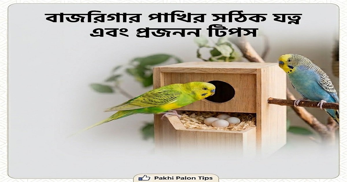 কাঠের নেস্ট বক্সের সামনে দুইটি বাজরিগার পাখি এবং বক্সের ভেতরে ডিম, উপরে শিরোনামে লেখা বাজরিগার পাখির সঠিক যত্ন এবং প্রজনন টিপস