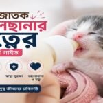 নবজাতক বিড়ালছানার যত্ন, খাবার, তাপমাত্রা ও স্বাস্থ্য সুরক্ষার গাইড