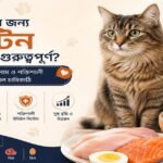 বিড়ালের জন্য প্রোটিন সমৃদ্ধ খাবার ও পুষ্টির গাইড