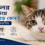 বিড়ালের চোখ দিয়ে পানি পড়ে কেন এবং চোখের যত্নের উপায়