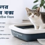 বিড়ালের লিটার বক্স ব্যবহারের সঠিক নিয়ম