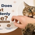 Cat suddenly biting a hand showing common causes and solutions